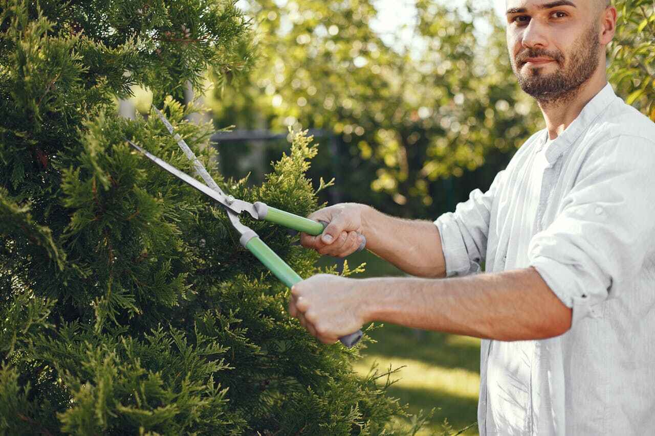 Best Emergency Tree Service  in USA